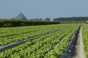 Technivue-drone-agriculture-Champs-salades-florette
