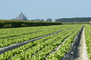 Technivue-drone-agriculture-Champs-salades-florette-mont-st-michel