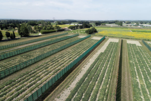 Technivue-vue-aérienne-champ-melon-phénotypage-drone-environnemen-R&D